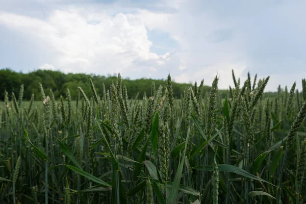 Tarlada olgunlaşan yeşil buğday. Çiftçilik ve tarım. Ukrayna 'da ekmek. Kavram: Beslenme, un üretmek için ürün yetiştirme. Buğday yakın çekim