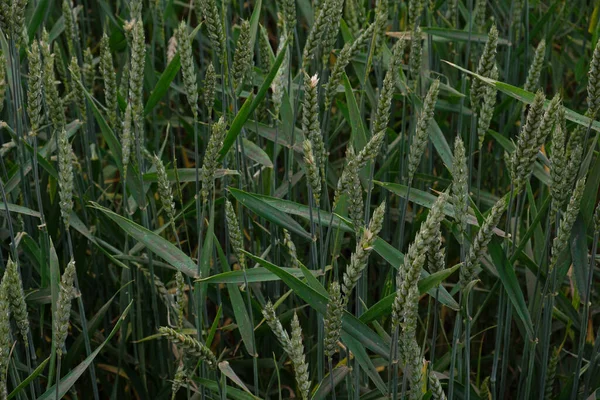 Groene Tarwe Rijpt Het Veld Teelt Agronomie Zaaien Oekraïne Concept — Stockfoto