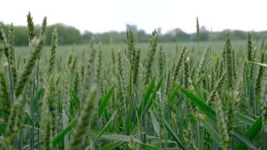  Tarlada olgunlaşan yeşil buğday. Çiftçilik ve tarım. Ukrayna 'da ekmek. Kavram: Beslenme, un üretmek için ürün yetiştirme. Buğday yakın çekim