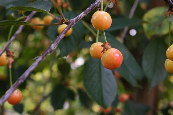 Cereja Madura Frutas Coradas Nos Ramos Frutas Lanches Saudáveis Árvore — Fotografia de Stock