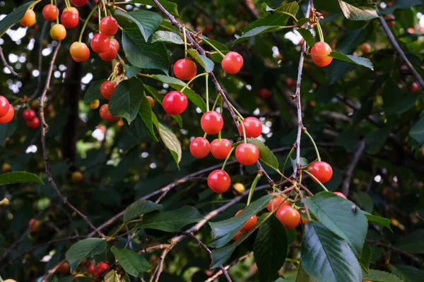 Érett Cseresznye Piros Bogyók Ágakon Egészséges Gyümölcsök Harapnivalók Sok Nyári — Stock Fotó