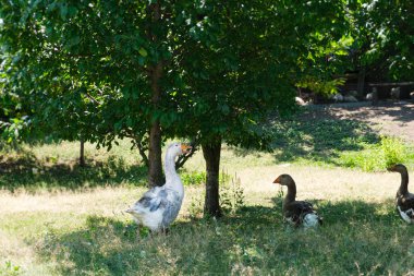 Büyük kazlar bahçedeki yeşil çimlerde otlarlar. Bitkilerle beslenen evcil hayvanlar. Doğada sporcuları yemek. Köyde çiftçilik.