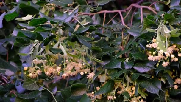 Bees Collect Honey Linden Trees Tree Strong Aroma Harvesting Gadflies — Stock Video