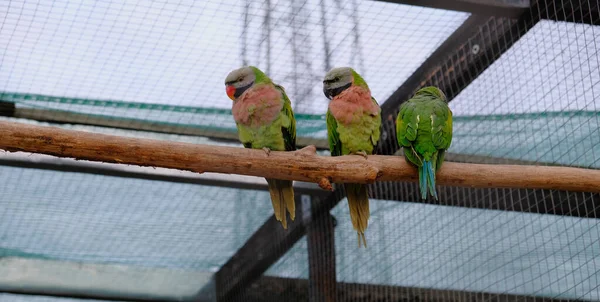 Çok renkli ibikli papağanlar. Yeşil parlak kuşlar. Uçan kuşlar tahta bir dalda otururlar.
