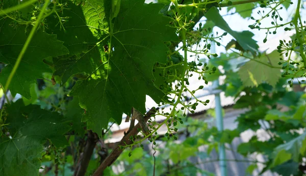 Grape Young Bunch Ripe Green Grapes Wine Variety Ripening August — Stock Photo, Image