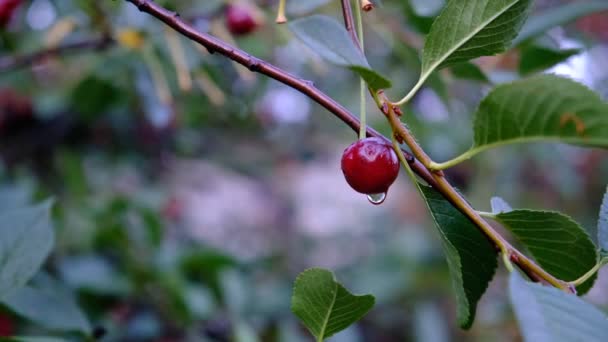 Ripe Cherry Blushing Berries Branches Healthy Fruits Snacks Wood Lot — Stok video
