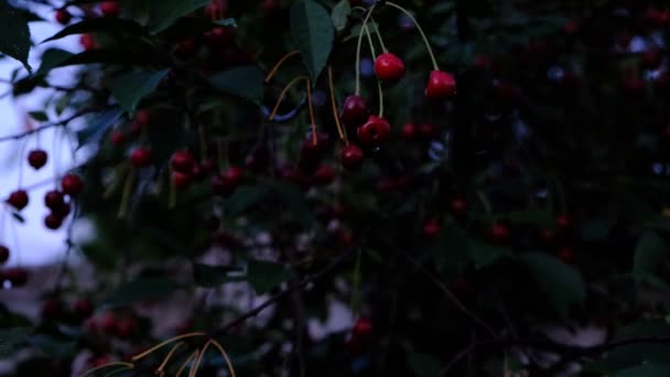 Ripe Cherry Blushing Berries Branches Healthy Fruits Snacks Wood Lot — 비디오