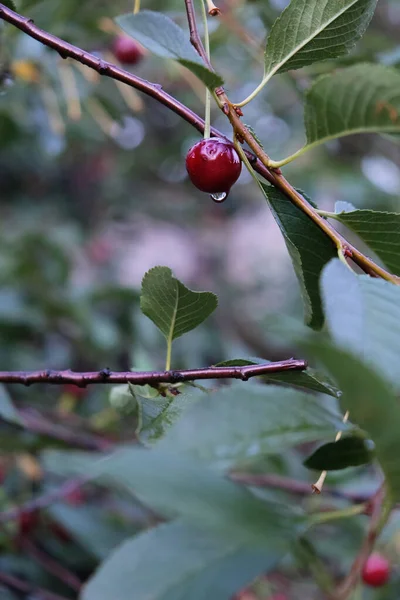 Ripe Cherry Blushing Berries Branches Healthy Fruits Snacks Wood Lot — Fotografia de Stock