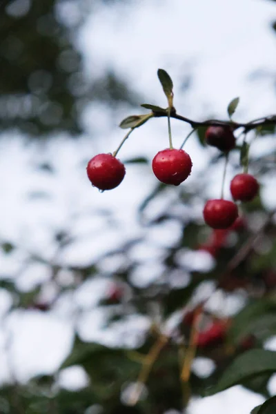 Ripe Cherry Blushing Berries Branches Healthy Fruits Snacks Wood Lot — Foto Stock
