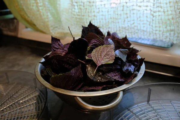 Purple Garden Basil Plucked Clean Leaves Colander Dryer Blank Dehydrator — Stockfoto