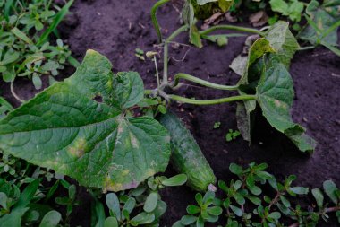 Salatalıklar yere düştü. Yeşil sebze. Bahçede sağlıklı ürünler yetiştirmek. Bahçıvanlık, tarım, gıda yetiştirme..