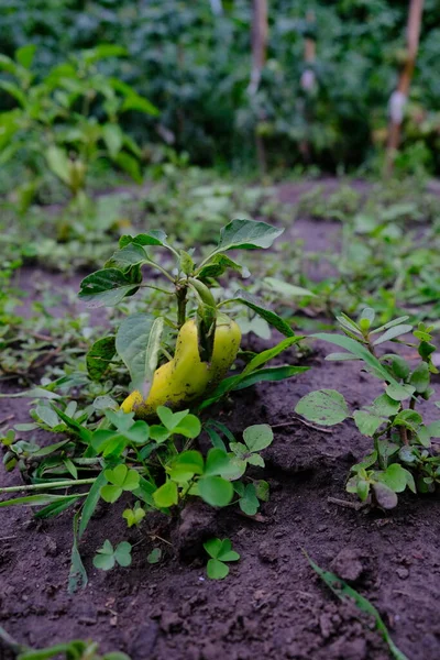 Солодкий Перець Росте Землі Жовті Овочі Соковиті Інгредієнти Салату Вирощування — стокове фото