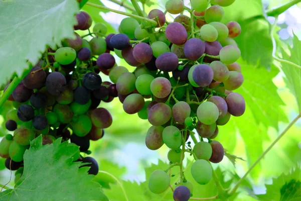Üzüm Şarap Çeşidi Ağustosta Olgunlaşır Tatlı Sulu Vitamin Meyvelerinden Zengin — Stok fotoğraf
