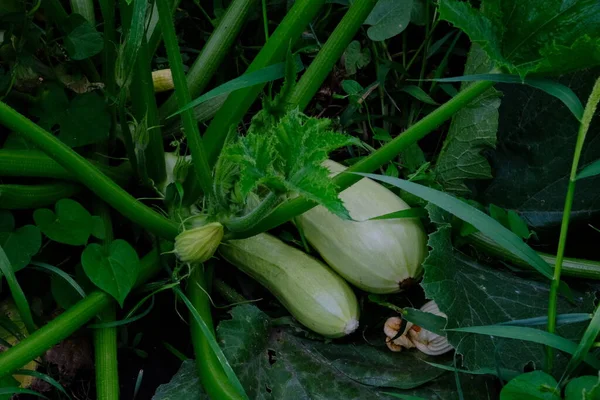 Zucchini Grows Ground Green Vegetables Ingredient Snacks Delicious Meals Ripening — Stock Photo, Image