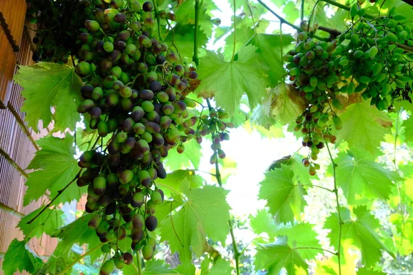 Big Bunch Blue Grapes Close Varietal Wine Taste Healthy Snack — Stok fotoğraf