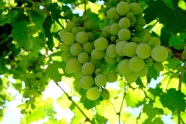 Large Bunch White Grapes Green Bunches Berries Close Wine Variety — Stok fotoğraf