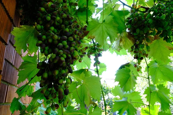 Big Bunch Blue Grapes Close Varietal Wine Taste Healthy Snack — Stockfoto