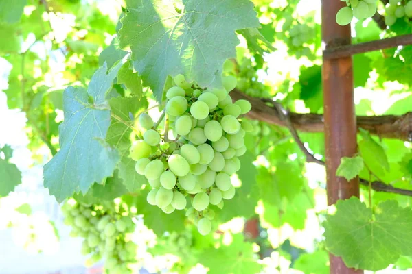 Large Bunch White Grapes Green Bunches Berries Close Wine Variety — Stok fotoğraf