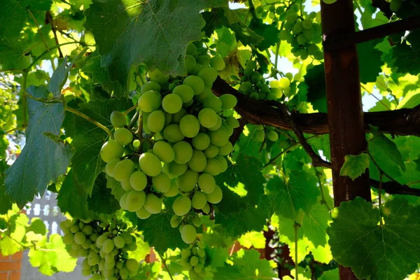 Large Bunch White Grapes Green Bunches Berries Close Wine Variety — Stok fotoğraf