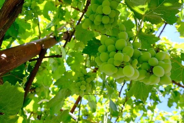 Large Bunch White Grapes Green Bunches Berries Close Wine Variety — Stok fotoğraf