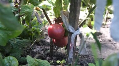 Blushing tomatoes in a farm garden ripen in the sun. Green vegetables grow from the ground. natural healthy products.