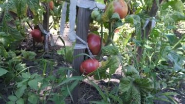 Blushing tomatoes in a farm garden ripen in the sun. Green vegetables grow from the ground. natural healthy products.