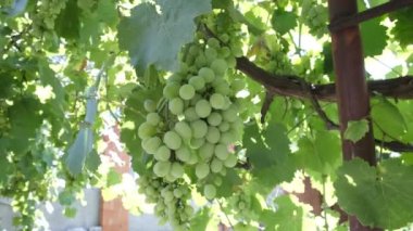  Large bunch of white grapes green bunches of berries. Close-up. Wine variety. Healthy snack, summer berries. Winemaking, house wine