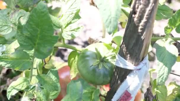 Green Tomatoes Farm Garden Ripen Sun Green Vegetables Grow Ground — Wideo stockowe