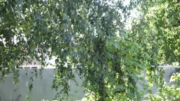 Leaves Move Birch Sun Time Collect Birch Sap Tree Small — Stockvideo