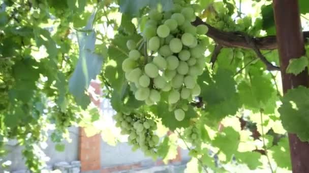 Large Bunch White Grapes Green Bunches Berries Close Wine Variety — Stock Video