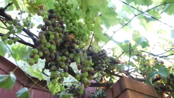 Large Bunch White Grapes Green Bunches Berries Close Wine Variety — Stock videók