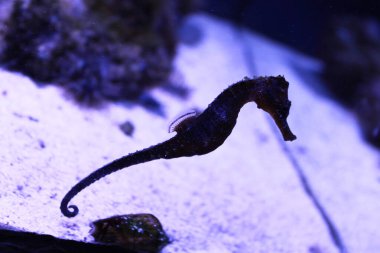 Swimming seahorse in an artificial aquarium. Blue background with nautical accessories. Inhabitant of the Black and Mediterranean Sea.
