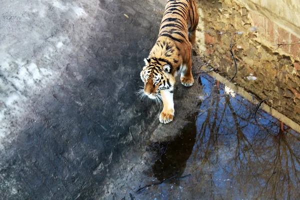The tiger walks on the territory of the eco park. Dangerous predator.