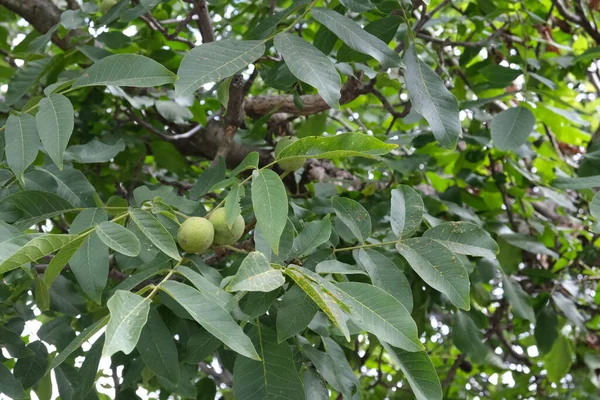 Πράσινα Καρύδια Ένα Δέντρο Φρούτα Κλαδιά Υγιεινή Τροφή Από Δέντρο — Φωτογραφία Αρχείου
