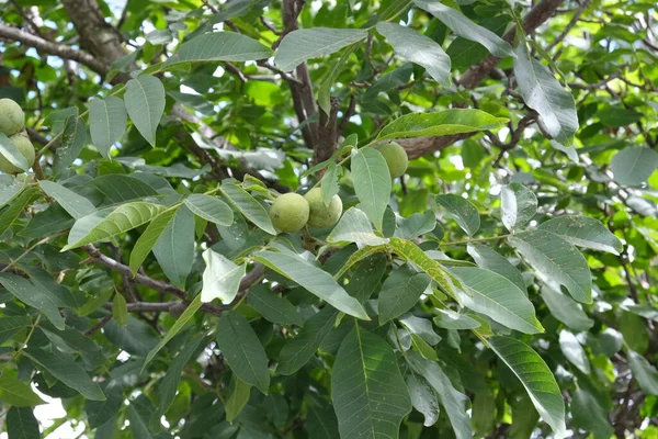 Green walnuts on a tree, fruits on branches. Healthy food from the tree. Food rich in healthy fats.