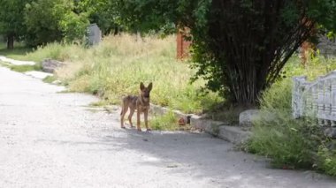 Evsiz, kısırlaştırılmış ve sokakta çiğnenmiş köpekler. Sedef hayvanlar avluda koşuşturur.