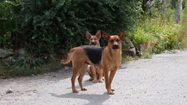 Evsiz, kısırlaştırılmış ve sokakta çiğnenmiş köpekler. Sedef hayvanlar avluda koşuşturur.