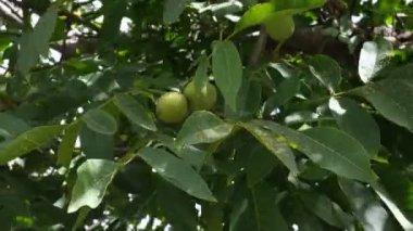Ağaçta yeşil ceviz, dallarda meyve. Ağaçtan gelen sağlıklı yiyecekler. Sağlıklı yağ açısından zengin yiyecekler..