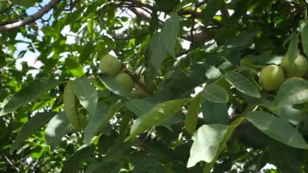 Πράσινα Καρύδια Ένα Δέντρο Φρούτα Κλαδιά Υγιεινή Τροφή Από Δέντρο — Αρχείο Βίντεο