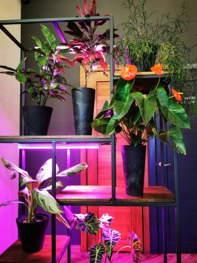 Pembe neon ışıklı çiçekler, saksıdaki çiçekler için arka plan ışığı. Ev bitkileri bakımı..