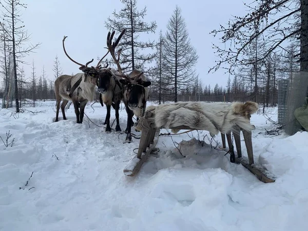 Reindeer team in the far north. Team.Northern horned animals. Winter landscape, an old form of transport for movement