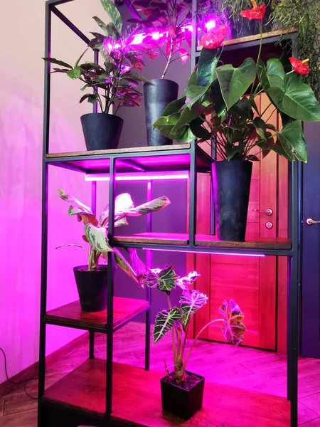 Blumen Mit Rosa Neonlicht Hintergrundbeleuchtung Für Blumen Töpfchen Zimmerpflanzenpflege — Stockfoto