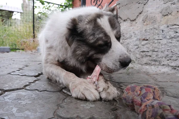 Big angry Central Asian Shepherd dog eats a bone. Dangerous animal to guard the house. Alabai, purebred white dog with strong teeth.