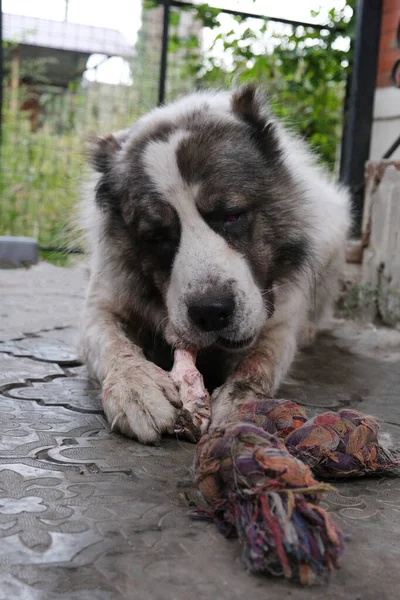 Großer Wütender Zentralasiatischer Schäferhund Frisst Einen Knochen Gefährliches Tier Zur — Stockfoto