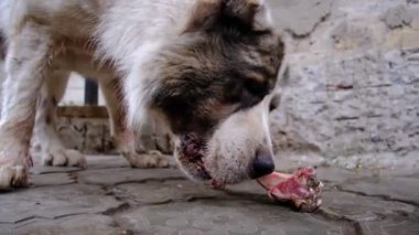 Büyük kızgın Orta Asya çoban köpeği kemik yiyor. Evi korumak için tehlikeli bir hayvan. Alabai, güçlü dişleri olan safkan beyaz köpek..