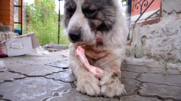 大きな怒って中央アジアの羊飼いの犬の骨を食べる 家を守るために危険な動物 アラバイ 歯の強い純白の犬 — ストック動画
