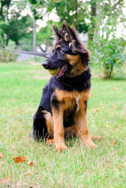 Genç safkan çoban köpeği doğada. Siyah tüylü bir köpek yavrusunun dişindeki tenis topu. Köpeği gezdirip büyütmek. Bir hayvan için sokakta eğitim..