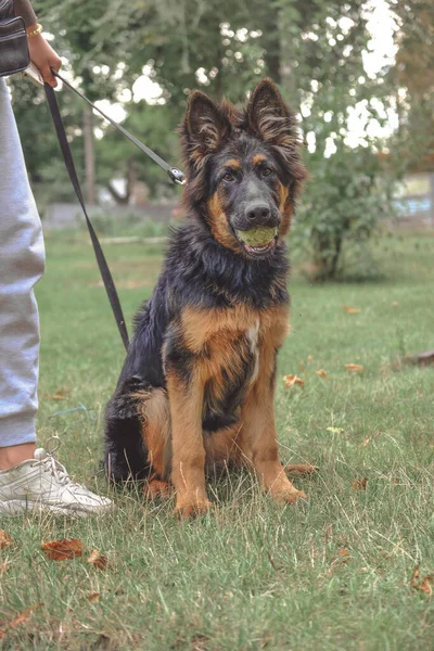 Joven Perro Pastor Raza Pura Naturaleza Una Pelota Tenis Los —  Fotos de Stock