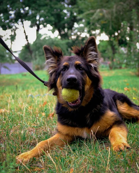 年轻纯种的牧羊犬在自然界中 一只黑色绒毛小狗牙齿上的网球 走起路来养狗在街上训练动物 — 图库照片