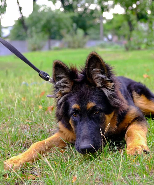 年轻纯种的牧羊犬在自然界中 一只黑色绒毛小狗牙齿上的网球 走起路来养狗在街上训练动物 — 图库照片